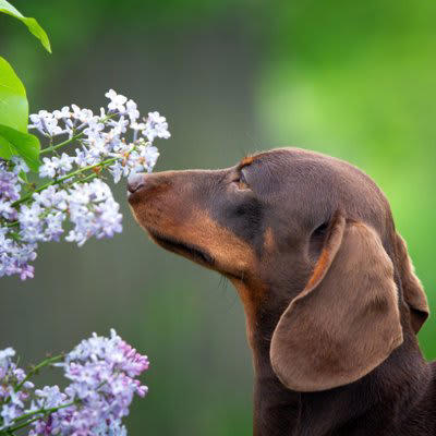 犬にとって『危険なニオイ』５選, 2.アルコールのニオイ, 3.柑橘系の香り, 4.香辛料の香り, 5.きつい化学物質のニオイ, 危険なニオイを嗅いだ場合に体に与えるダメージ, 犬にとって心地よいニオイとは