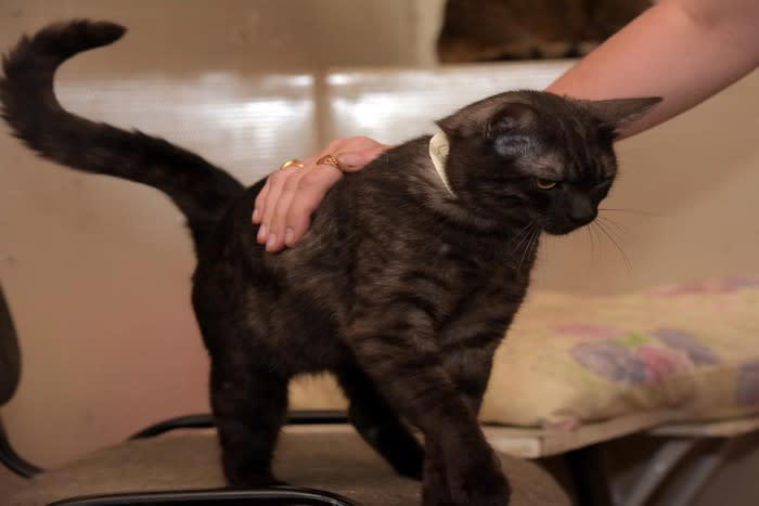 猫がおしりトントンされると喜ぶ理由, 1.神経が集中しているため感じやすい部位, 2.普通に気持ちがいい, 3.飼い主とのコミュニケーションを楽しんでいる, 猫がおしりトントンを催促してきたときの応え方, 軽くリズミカルにトントンする, 愛猫の様子を見ながら調節する, 猫におしりトントンをするときに注意すべきこと, 嫌がる子には無理強いしない