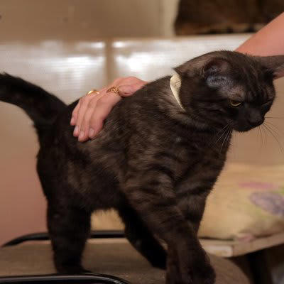 猫がおしりトントンされると喜ぶ理由, 1.神経が集中しているため感じやすい部位, 2.普通に気持ちがいい, 3.飼い主とのコミュニケーションを楽しんでいる, 猫がおしりトントンを催促してきたときの応え方, 軽くリズミカルにトントンする, 愛猫の様子を見ながら調節する, 猫におしりトントンをするときに注意すべきこと, 嫌がる子には無理強いしない