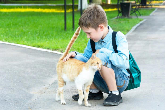 猫がおしりトントンされると喜ぶ理由, 1.神経が集中しているため感じやすい部位, 2.普通に気持ちがいい, 3.飼い主とのコミュニケーションを楽しんでいる, 猫がおしりトントンを催促してきたときの応え方, 軽くリズミカルにトントンする, 愛猫の様子を見ながら調節する, 猫におしりトントンをするときに注意すべきこと, 嫌がる子には無理強いしない