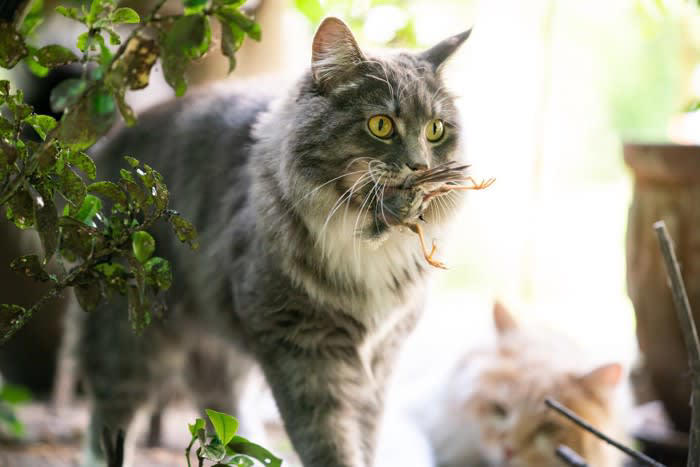 猫が飼い主を『尊敬している』サイン5つ, 1.目を合わせてゆっくりまばたきをする, 2.指示や声かけに素直に反応する, 3.あなたの後をついてくる, 4.プレゼント（おもちゃ・虫など）を持ってくる, 5.飼い主の行動をじっと観察して真似る, 猫に『尊敬されやすい飼い主』の特徴, 声を荒げず、常に落ち着いて接する, 猫のペースを尊重し、無理に構わない, お世話を丁寧に続ける