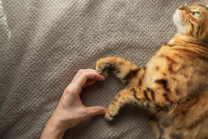 猫が飼い主を『尊敬している』サイン5つ, 1.目を合わせてゆっくりまばたきをする, 2.指示や声かけに素直に反応する, 3.あなたの後をついてくる, 4.プレゼント（おもちゃ・虫など）を持ってくる, 5.飼い主の行動をじっと観察して真似る, 猫に『尊敬されやすい飼い主』の特徴, 声を荒げず、常に落ち着いて接する, 猫のペースを尊重し、無理に構わない, お世話を丁寧に続ける