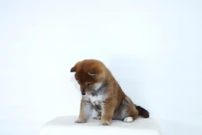 1.しょんぼりする, 2.飼い主の顔や手を舐める, 3.お腹を見せる, 4.あくびをする, 1.耳と尻尾に注目する, 2.「ごめんなさい」サインを見せるタイミングに注目する, 3.切り替えの早さに注目する
