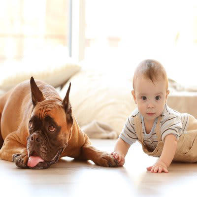 犬が伏せたまま歩く心理, 1.強い不安・緊張・恐怖・警戒心, 2.狩猟本能や遊び心, 3.甘えたい気持ちや構ってほしい気持ち, 4.体に不調や痛みがある, 犬が伏せたまま歩くのを放っておいて大丈夫？