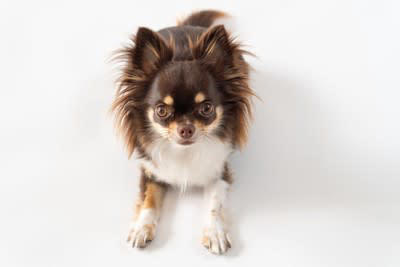 犬が伏せたまま歩く心理, 1.強い不安・緊張・恐怖・警戒心, 2.狩猟本能や遊び心, 3.甘えたい気持ちや構ってほしい気持ち, 4.体に不調や痛みがある, 犬が伏せたまま歩くのを放っておいて大丈夫？