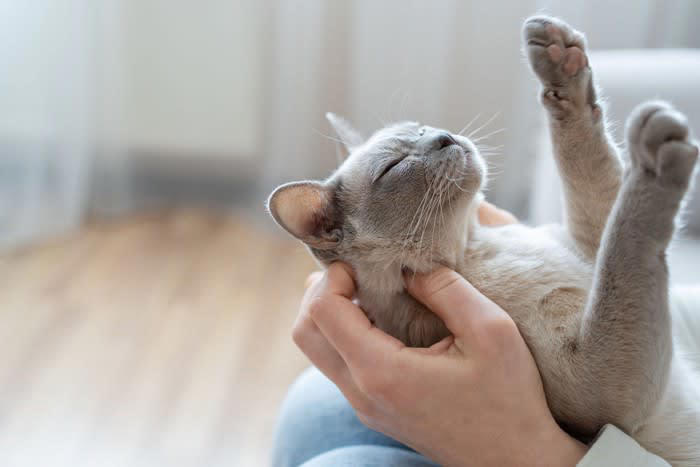 猫が飼い主を『尊敬している』サイン5つ, 1.目を合わせてゆっくりまばたきをする, 2.指示や声かけに素直に反応する, 3.あなたの後をついてくる, 4.プレゼント（おもちゃ・虫など）を持ってくる, 5.飼い主の行動をじっと観察して真似る, 猫に『尊敬されやすい飼い主』の特徴, 声を荒げず、常に落ち着いて接する, 猫のペースを尊重し、無理に構わない, お世話を丁寧に続ける