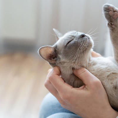 猫が飼い主を『尊敬している』サイン5つ, 1.目を合わせてゆっくりまばたきをする, 2.指示や声かけに素直に反応する, 3.あなたの後をついてくる, 4.プレゼント（おもちゃ・虫など）を持ってくる, 5.飼い主の行動をじっと観察して真似る, 猫に『尊敬されやすい飼い主』の特徴, 声を荒げず、常に落ち着いて接する, 猫のペースを尊重し、無理に構わない, お世話を丁寧に続ける