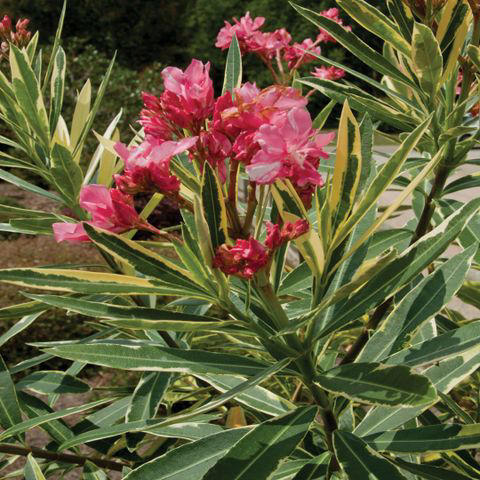 Mojo® Pittosporum, Twist of Pink™ Variegated Oleander, Romeo® Cleyera, 'Spider's Web' Fatsia, Hydrangea, Winter Daphne, Osmanthus