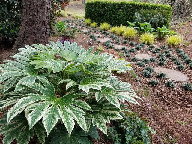 Mojo® Pittosporum, Twist of Pink™ Variegated Oleander, Romeo® Cleyera, 'Spider's Web' Fatsia, Hydrangea, Winter Daphne, Osmanthus