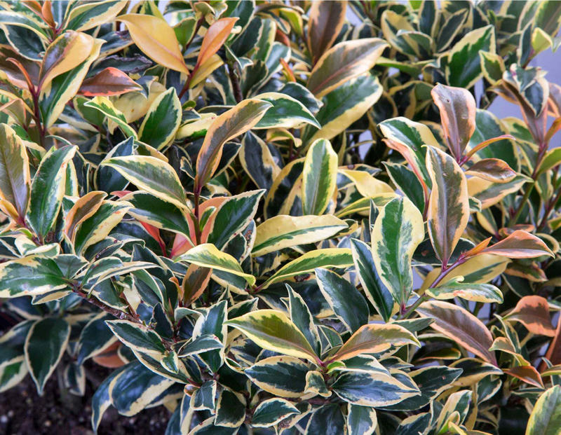 Mojo® Pittosporum, Twist of Pink™ Variegated Oleander, Romeo® Cleyera, 'Spider's Web' Fatsia, Hydrangea, Winter Daphne, Osmanthus