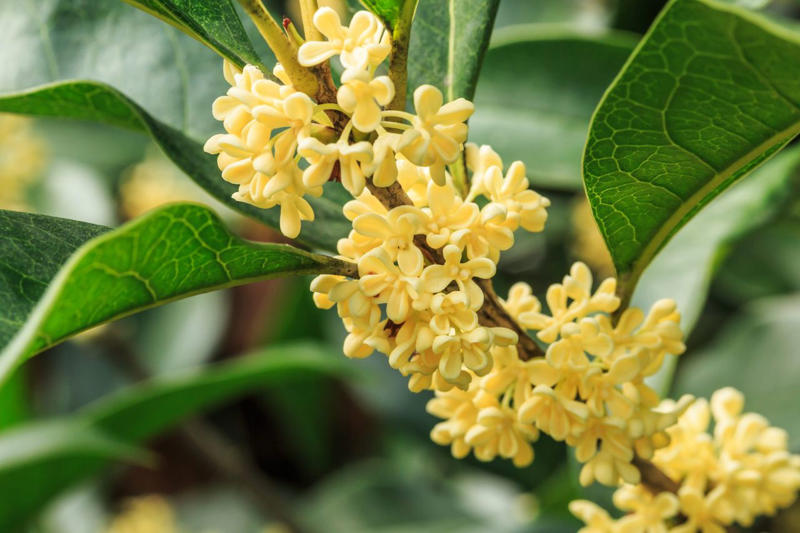 Mojo® Pittosporum, Twist of Pink™ Variegated Oleander, Romeo® Cleyera, 'Spider's Web' Fatsia, Hydrangea, Winter Daphne, Osmanthus