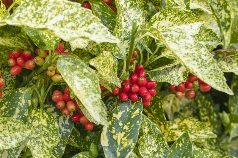 Mojo® Pittosporum, Twist of Pink™ Variegated Oleander, Romeo® Cleyera, 'Spider's Web' Fatsia, Hydrangea, Winter Daphne, Osmanthus