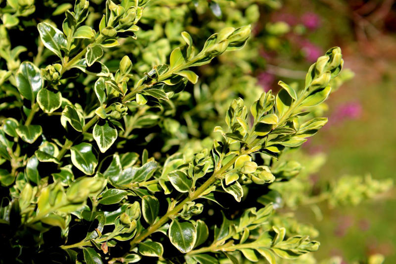 Mojo® Pittosporum, Twist of Pink™ Variegated Oleander, Romeo® Cleyera, 'Spider's Web' Fatsia, Hydrangea, Winter Daphne, Osmanthus