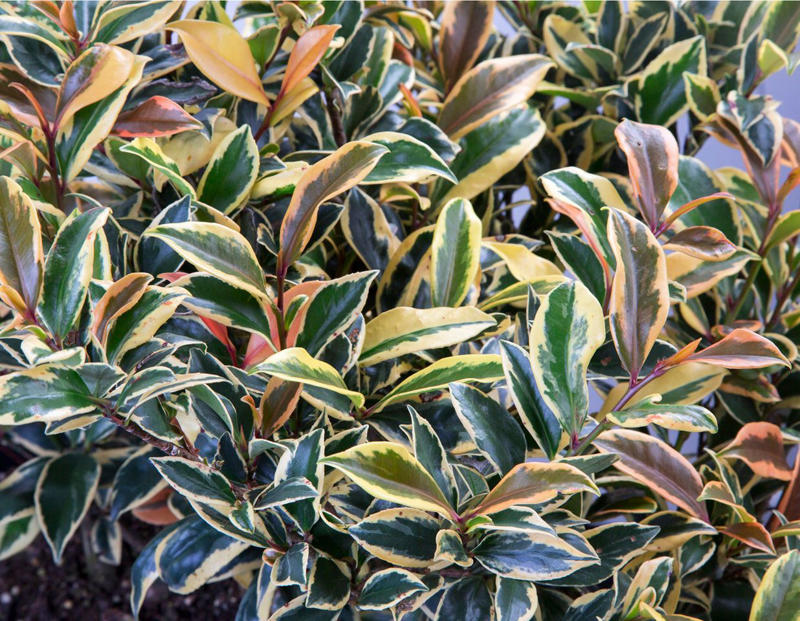 Mojo® Pittosporum, Twist of Pink™ Variegated Oleander, Romeo® Cleyera, 'Spider's Web' Fatsia, Hydrangea, Winter Daphne, Osmanthus