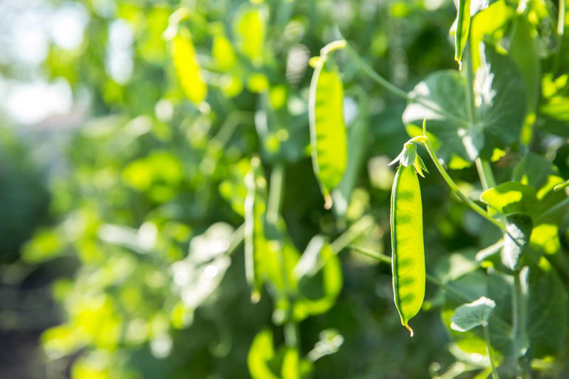 Tips For Planting In Winter, Radishes, Collards, Asparagus