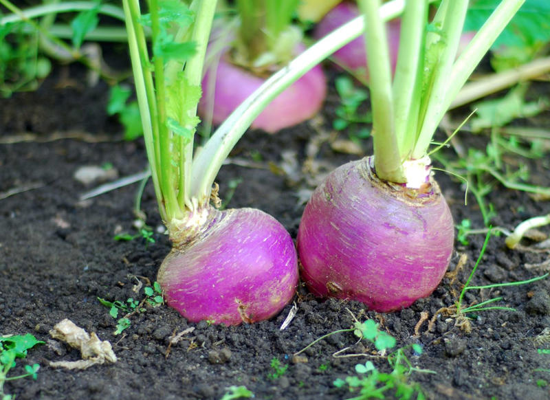Tips For Planting In Winter, Radishes, Collards, Asparagus