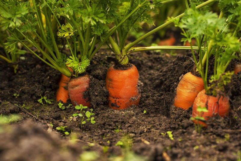 Tips For Planting In Winter, Radishes, Collards, Asparagus