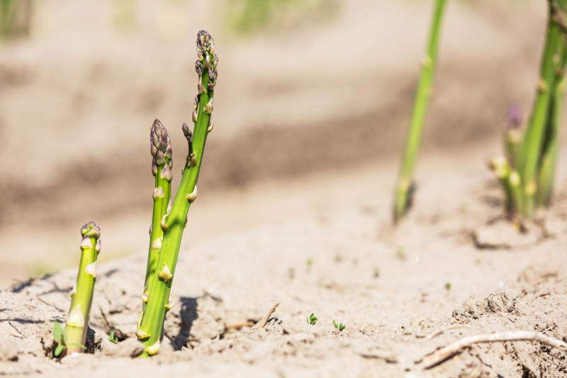 Tips For Planting In Winter, Radishes, Collards, Asparagus