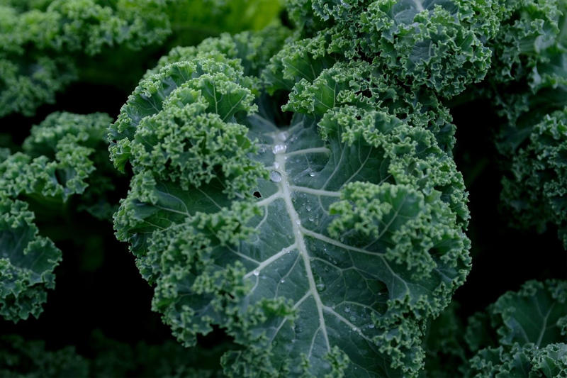 Tips For Planting In Winter, Radishes, Collards, Asparagus