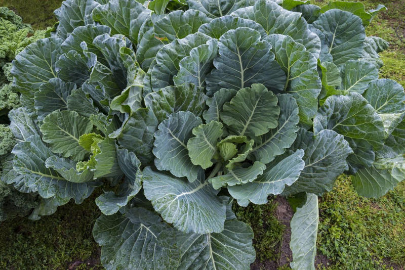 Tips For Planting In Winter, Radishes, Collards, Asparagus
