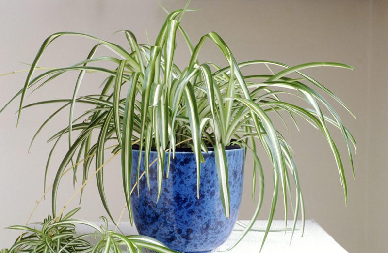 Wishbone Flower, Creeping Jenny, English Ivy, Spider Plant, Streptocarpella