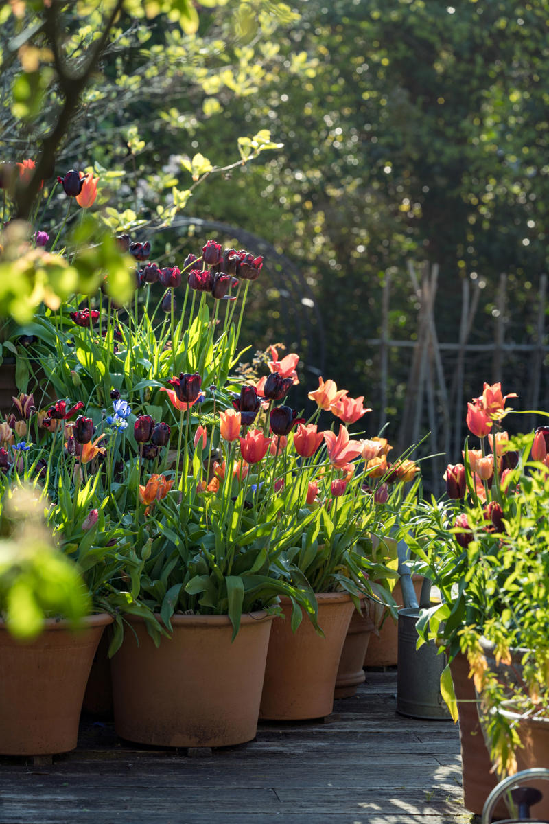 Iris reticulata, Tulips, Amelanchier x lamarckii, Foliage beauty, Anemones