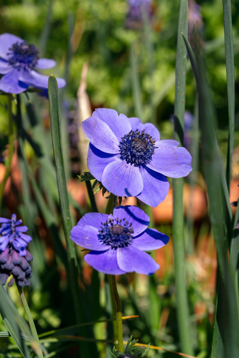Iris reticulata, Tulips, Amelanchier x lamarckii, Foliage beauty, Anemones