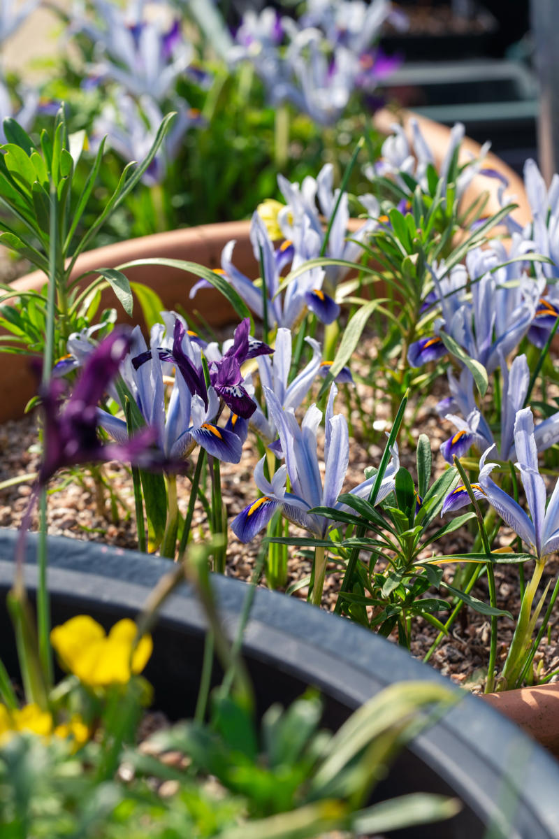Iris reticulata, Tulips, Amelanchier x lamarckii, Foliage beauty, Anemones