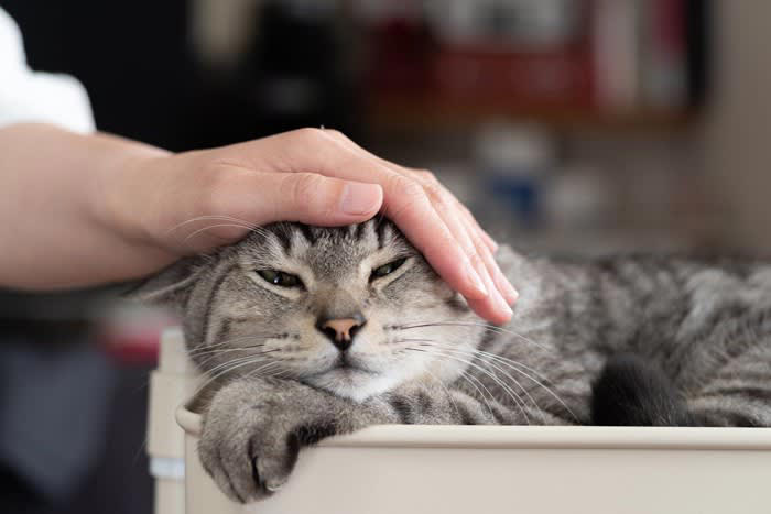 猫に触れると静電気が起きる理由, 化学繊維との相性, 静電気発生を防ぐ対策術, 1.部屋の湿度を上げる, 2.撫でる前に手を湿らせる, 3.ブラッシングに一工夫する, 4.布製品の素材を見直す, 5.「いきなり指先」で触れない