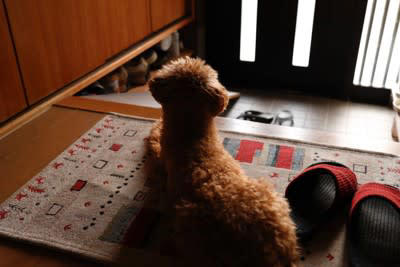 犬を不安にさせる留守番環境, 1.暗い、寒い・暑い、静かすぎる, 2.空腹・喉が渇く, 3.待てど暮らせどひとりぼっち, 犬を不安にさせる要素, いつもと違う環境は犬を不安にさせる, 飼い主を信頼できないと犬は不安になる, 環境づくり以外で犬の負担を減らすためにできること