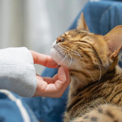 猫の「機嫌がいい」ときに見られる5つの行動, 1.ゴロゴロとのどを鳴らす, 2.しっぽをピンと立てて近づいてくる, 3.ゆっくりまばたきをする, 4.お腹を見せて転がる, 5.前足でふみふみする, 機嫌がいいときの上手な接し方, こんなときは注意！「機嫌がいい」と間違いやすい行動