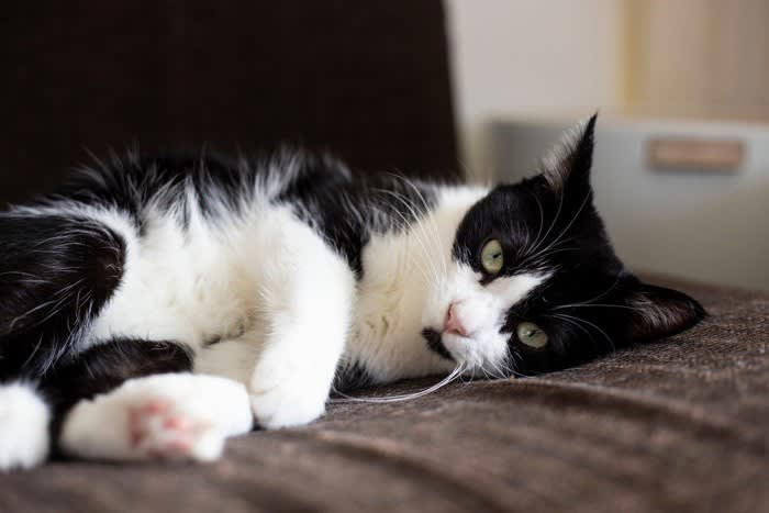 猫の「機嫌がいい」ときに見られる5つの行動, 1.ゴロゴロとのどを鳴らす, 2.しっぽをピンと立てて近づいてくる, 3.ゆっくりまばたきをする, 4.お腹を見せて転がる, 5.前足でふみふみする, 機嫌がいいときの上手な接し方, こんなときは注意！「機嫌がいい」と間違いやすい行動
