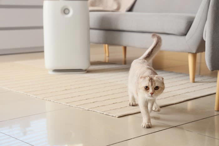猫の「機嫌がいい」ときに見られる5つの行動, 1.ゴロゴロとのどを鳴らす, 2.しっぽをピンと立てて近づいてくる, 3.ゆっくりまばたきをする, 4.お腹を見せて転がる, 5.前足でふみふみする, 機嫌がいいときの上手な接し方, こんなときは注意！「機嫌がいい」と間違いやすい行動