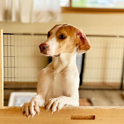 犬を不安にさせる留守番環境, 1.暗い、寒い・暑い、静かすぎる, 2.空腹・喉が渇く, 3.待てど暮らせどひとりぼっち, 犬を不安にさせる要素, いつもと違う環境は犬を不安にさせる, 飼い主を信頼できないと犬は不安になる, 環境づくり以外で犬の負担を減らすためにできること