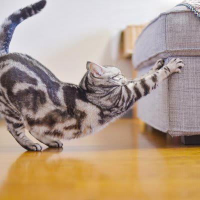猫は夜に「心と体」を整えている, 猫にとって欠かせない『ナイトルーティン』とは？, 1.静かな場所での「パトロール」, 2.突然の運動会は本能の名残, 3.飼い主に近づくのは安心の最終確認