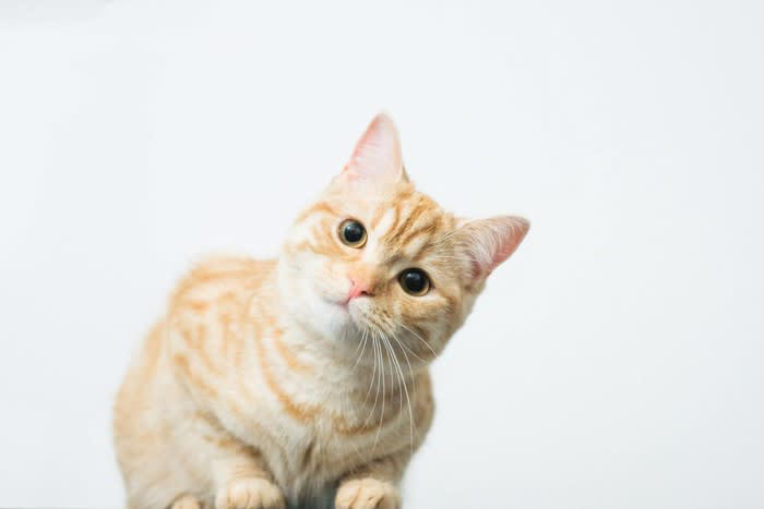 猫は夜に「心と体」を整えている, 猫にとって欠かせない『ナイトルーティン』とは？, 1.静かな場所での「パトロール」, 2.突然の運動会は本能の名残, 3.飼い主に近づくのは安心の最終確認