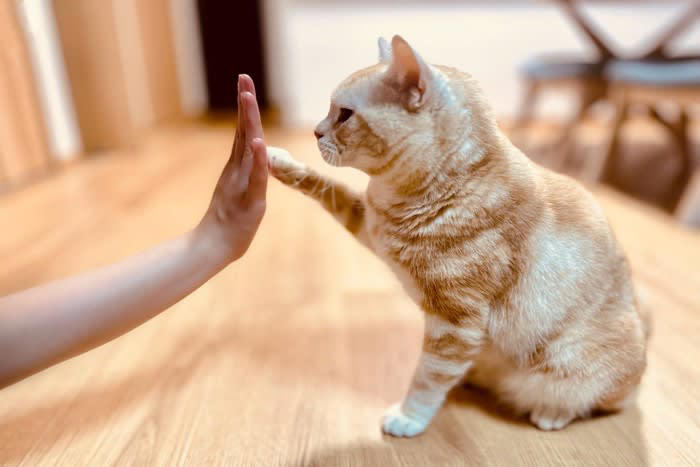 1.好奇心から探っている, 2.警戒心から距離を測っている, 3.何かを要求している, 4.甘えやアピールの気持ち, 5.本能的な行動として出ている