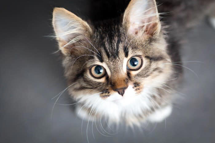 猫は夜に「心と体」を整えている, 猫にとって欠かせない『ナイトルーティン』とは？, 1.静かな場所での「パトロール」, 2.突然の運動会は本能の名残, 3.飼い主に近づくのは安心の最終確認