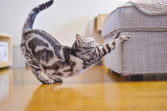 猫は夜に「心と体」を整えている, 猫にとって欠かせない『ナイトルーティン』とは？, 1.静かな場所での「パトロール」, 2.突然の運動会は本能の名残, 3.飼い主に近づくのは安心の最終確認