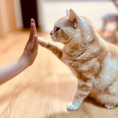 1.好奇心から探っている, 2.警戒心から距離を測っている, 3.何かを要求している, 4.甘えやアピールの気持ち, 5.本能的な行動として出ている