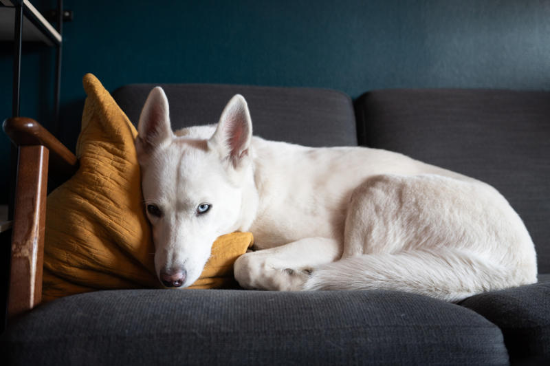 Tricks to remove pet odors from your home What is pet smell, exactly?, Dog smell, Dog odors are by design, You'll need to clean more often than people who don't have pets, Some dog smells indicate health problems, Baking soda, Couches and upholstery, Leather furniture, Remove pet odors from the air, Use a diffuser, Get rid of dog mess smells, Bathe and groom your dog regularly, Keep up with your dog’s hygiene, Wash your dog's items, Create a relaxed environment, How to get rid of wet dog smell without a bath, Increase airflow, Get an odor-free litter box, Groom your cat, Keep an odor-free cage, Why is cat smell so hard to remove?, Try enzymatic cleaners, Never mix hydrogen peroxide and vinegar to treat a stain, Try placing charcoal bags around your home