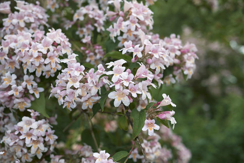Mojo® Pittosporum, Twist of Pink™ Variegated Oleander, Romeo® Cleyera, 'Spider's Web' Fatsia, Hydrangea, Winter Daphne, Osmanthus