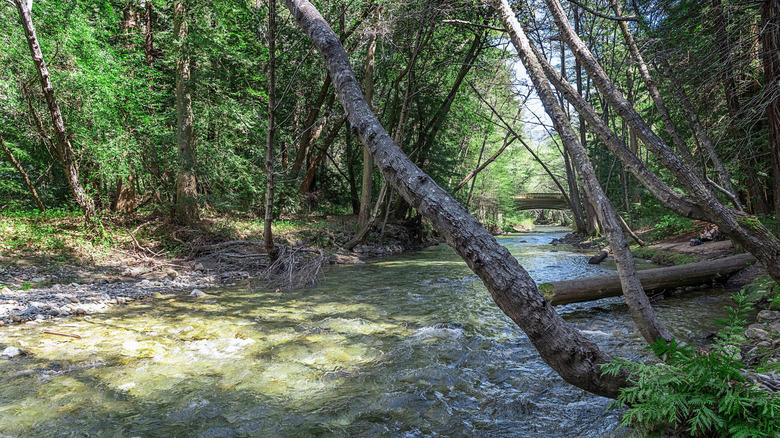The Best Riverfront Campsite: Premium Campsite 174, The Best Forested Campsite: South Camp (Campsite 10), The Best Campsite near the Big Sur River Gorge: Premium Campsite 116, The Best Accessible Campsite: Campsite 147, The Best Campsite for Hikers: Premium Campsite 175, Methodology