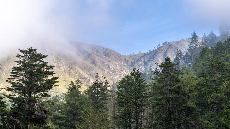 The Best Riverfront Campsite: Premium Campsite 174, The Best Forested Campsite: South Camp (Campsite 10), The Best Campsite near the Big Sur River Gorge: Premium Campsite 116, The Best Accessible Campsite: Campsite 147, The Best Campsite for Hikers: Premium Campsite 175, Methodology