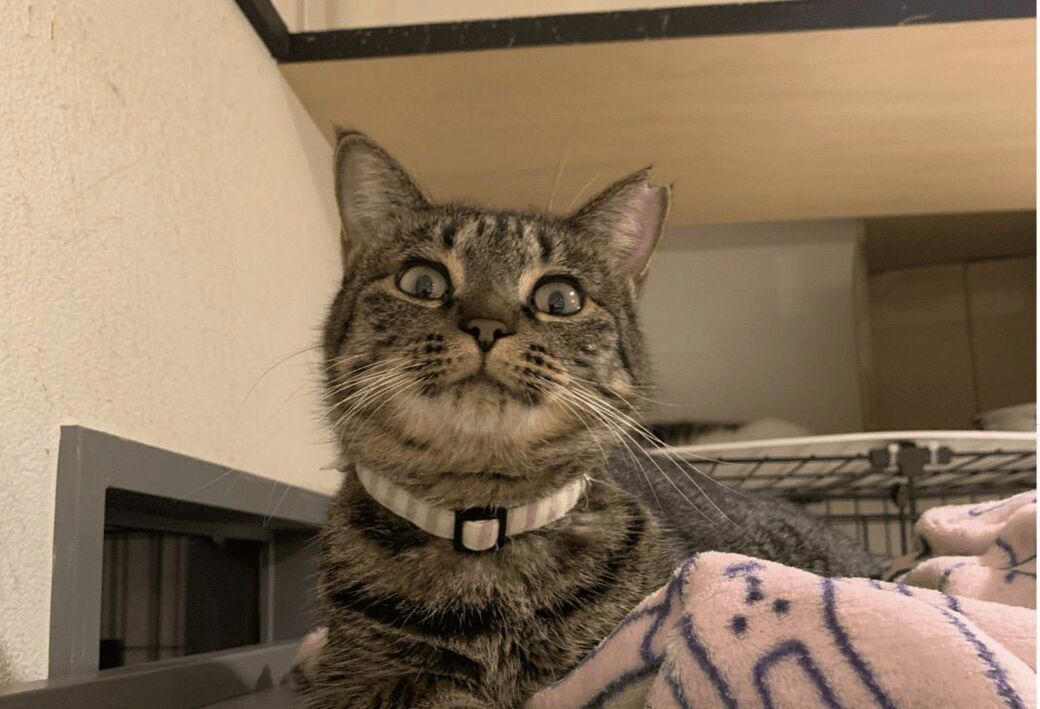 どこで出会えるか？, どういう仕組み？, 所有権放棄で保健所に持ち込まれる猫たち…, 高齢者への認知度アップが課題, 猫問題の根幹には人の問題がある
