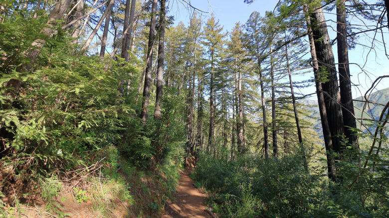 The Best Riverfront Campsite: Premium Campsite 174, The Best Forested Campsite: South Camp (Campsite 10), The Best Campsite near the Big Sur River Gorge: Premium Campsite 116, The Best Accessible Campsite: Campsite 147, The Best Campsite for Hikers: Premium Campsite 175, Methodology