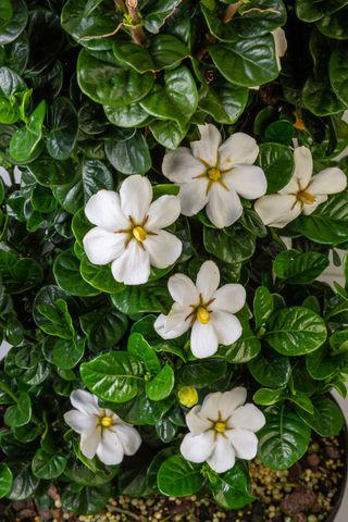 Firestorm™ Lantana, Summer Snapdragon, Diamond Spire® Gardenia, It’s a Breeze® Red Rose, Blanket Flower, Saucy™ Salvia, Million Bells, EnduraScape™ Verbena, Bat-faced Cuphea