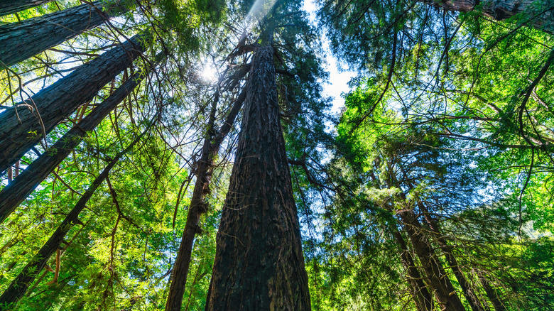 The Best Riverfront Campsite: Premium Campsite 174, The Best Forested Campsite: South Camp (Campsite 10), The Best Campsite near the Big Sur River Gorge: Premium Campsite 116, The Best Accessible Campsite: Campsite 147, The Best Campsite for Hikers: Premium Campsite 175, Methodology