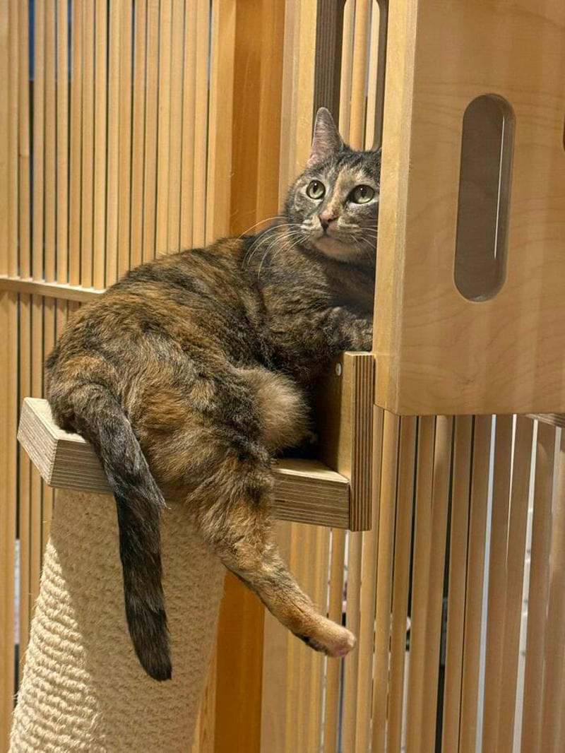どこで出会えるか？, どういう仕組み？, 所有権放棄で保健所に持ち込まれる猫たち…, 高齢者への認知度アップが課題, 猫問題の根幹には人の問題がある