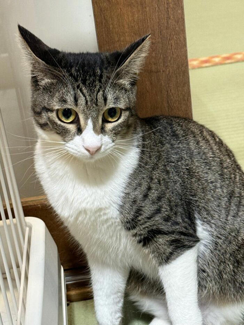 どこで出会えるか？, どういう仕組み？, 所有権放棄で保健所に持ち込まれる猫たち…, 高齢者への認知度アップが課題, 猫問題の根幹には人の問題がある